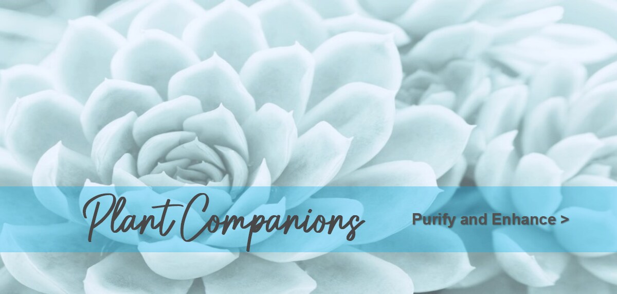 Plant Companions - Purify and Enhance